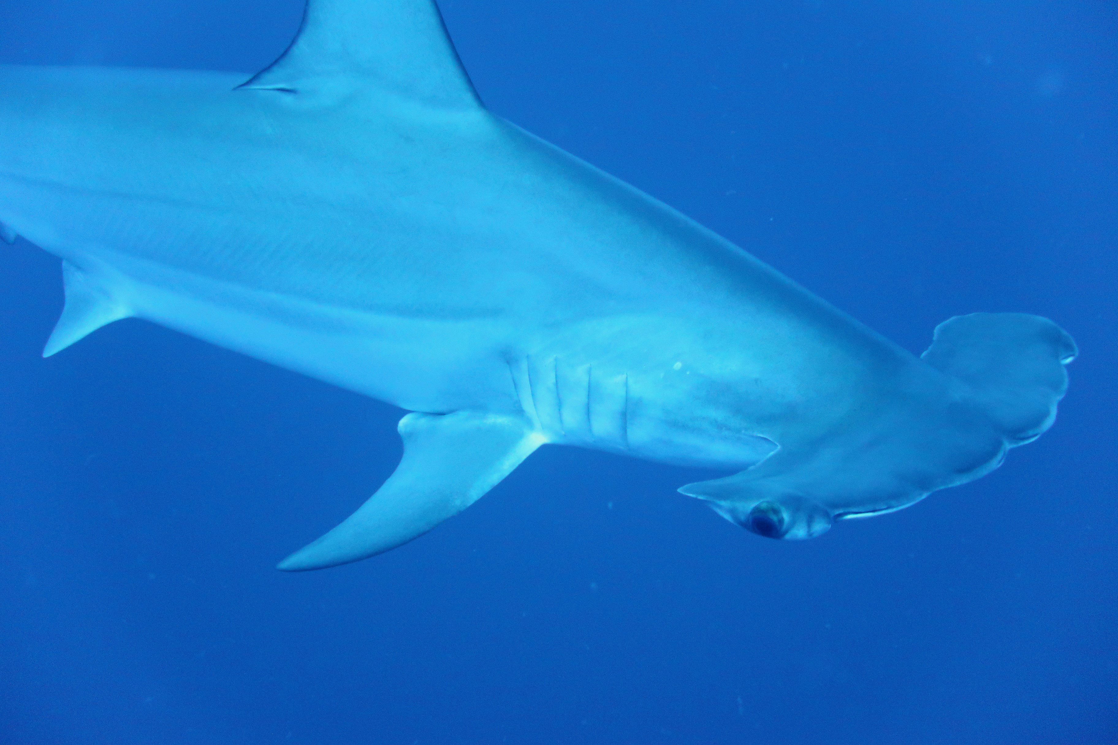 requin marteau mer rouge